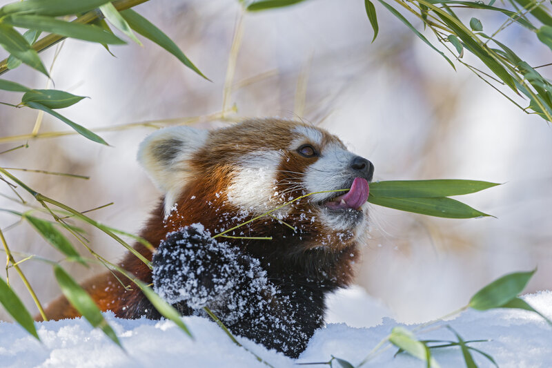 Red Panda Eating Bamboo — Brown, Calm, Winter