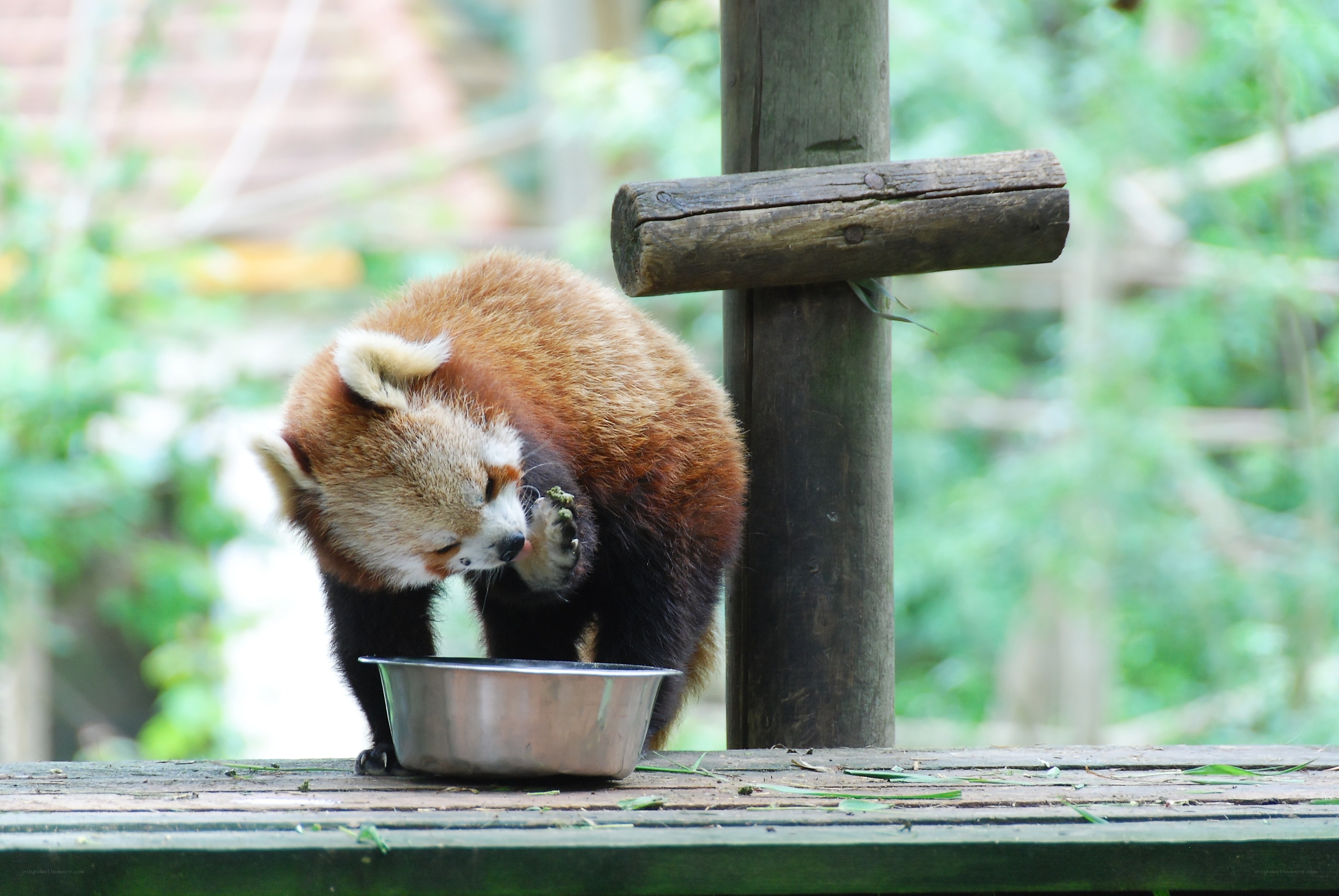 Red panda eating from a bowl