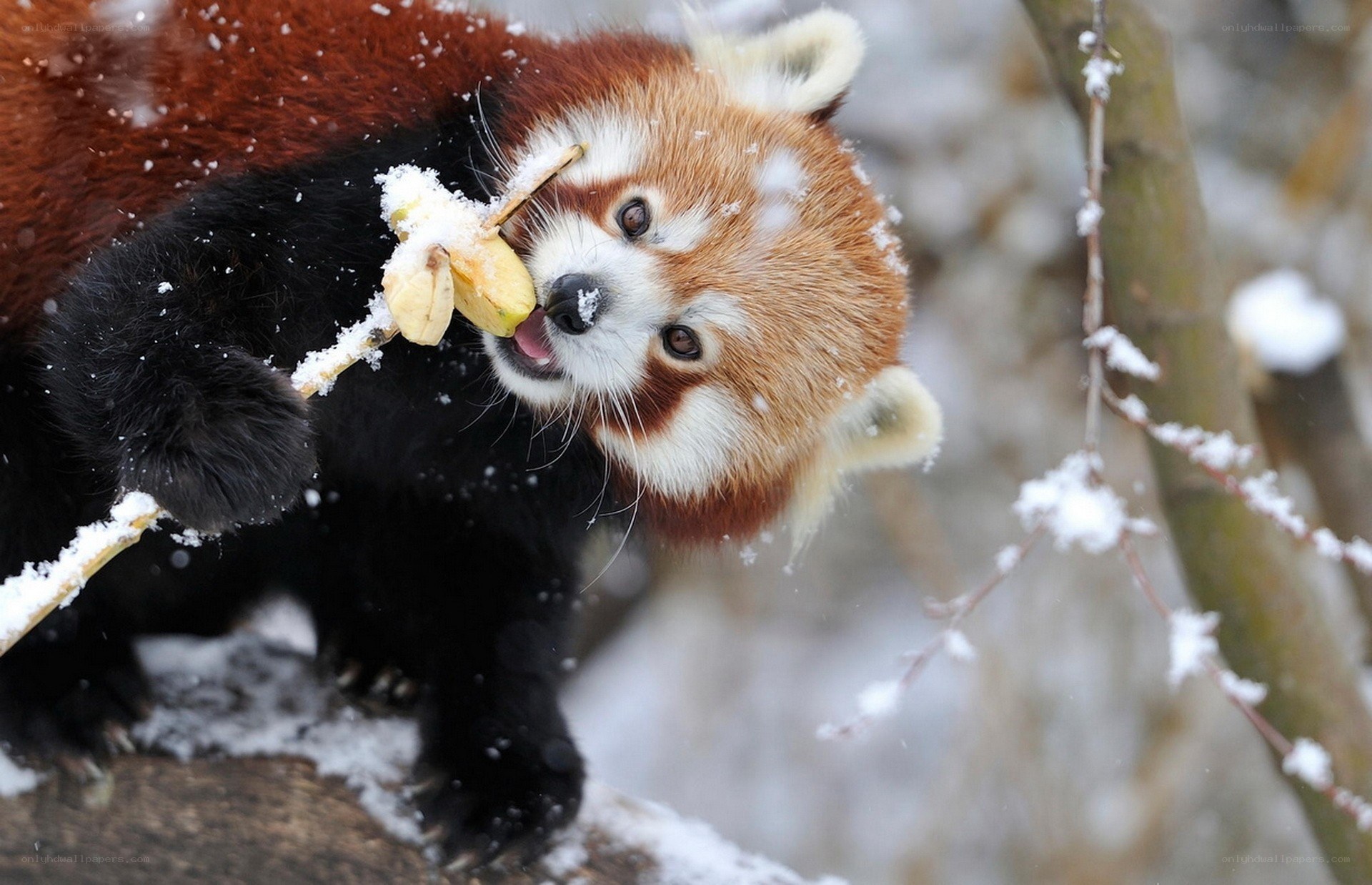 Red panda eating in snow