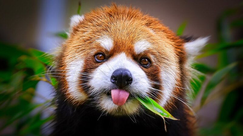 Red Panda Eating Leaf — Brown