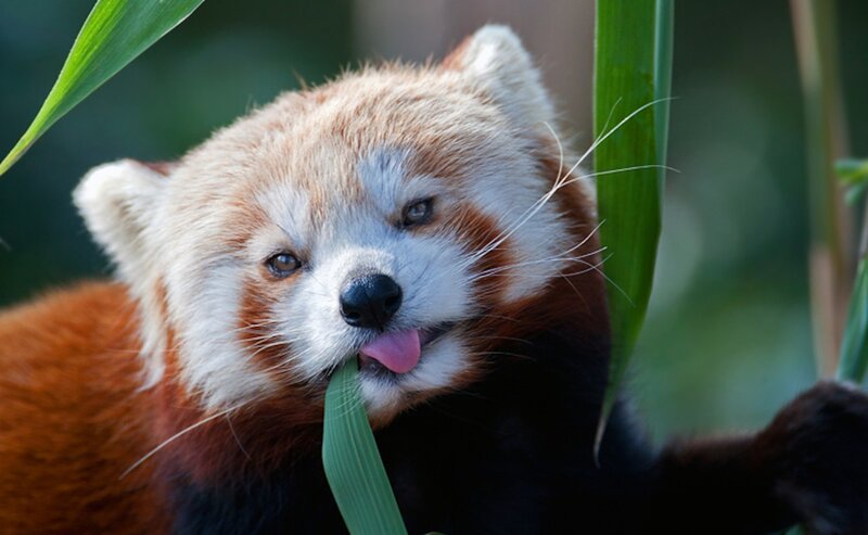 Red Panda Eating Leaf