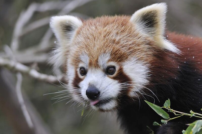 Red Panda Eating Leaves