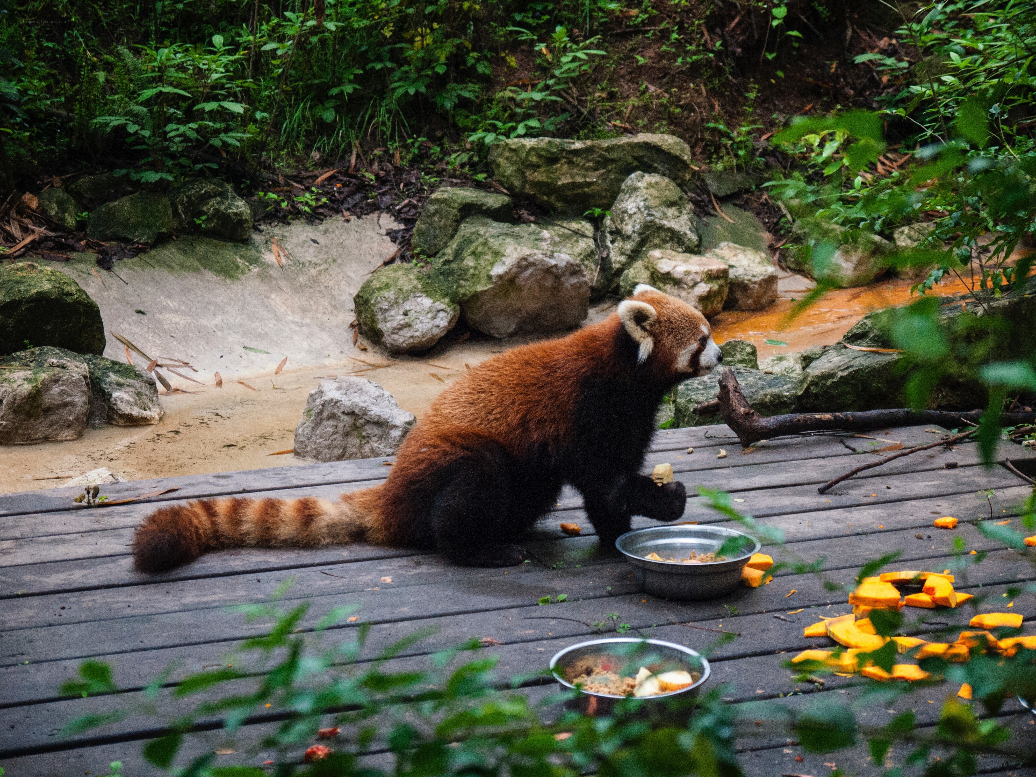 Red panda eating on wooden deck