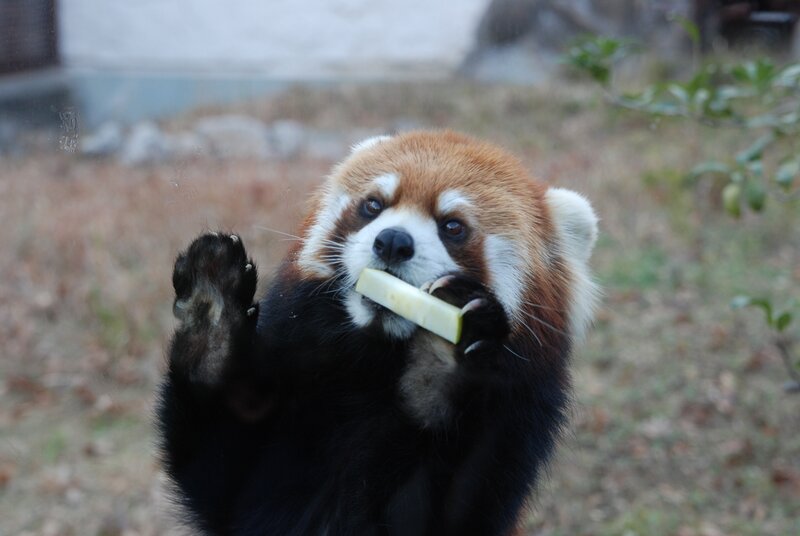 Red Panda Eating