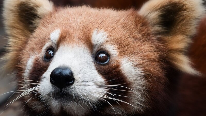 Red Panda Face — Brown, Calm, Photograph, Eyes