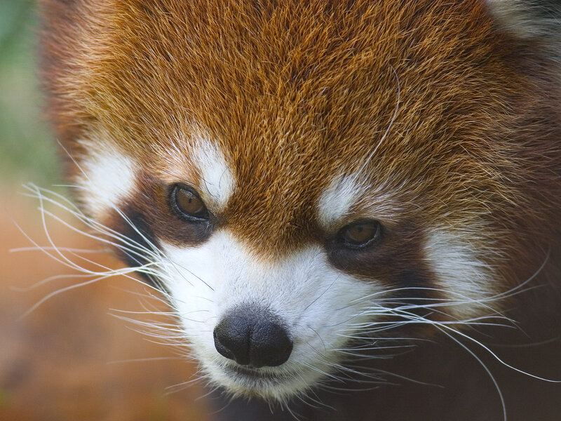 Red Panda Face — Brown, Calm, Photograph