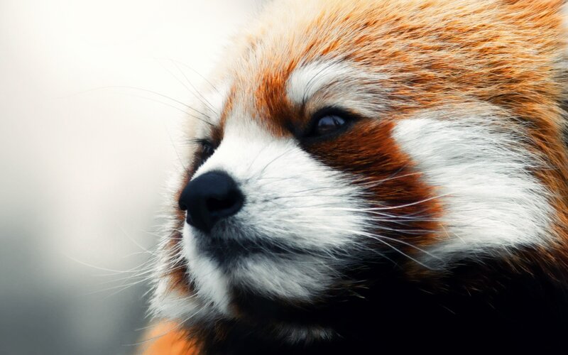 Red Panda Face — Orange, Calm, Photograph, Fur