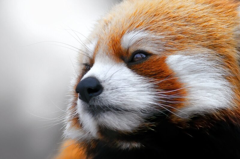 Red Panda Face — Orange, Calm, Photograph