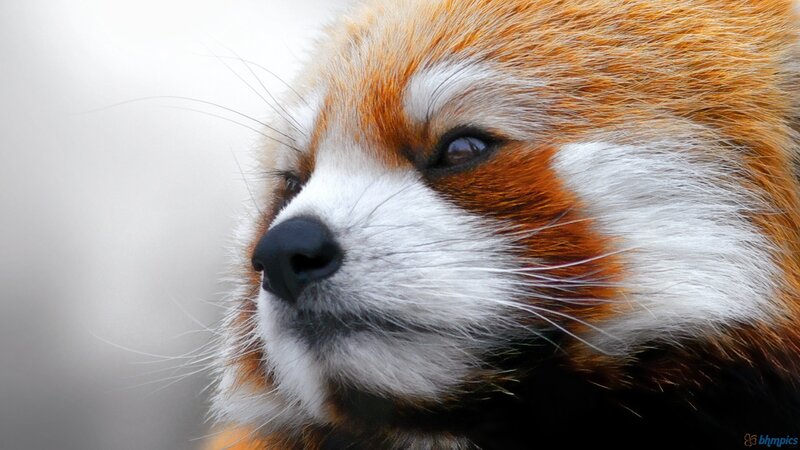 Red Panda Face — Orange, Calm