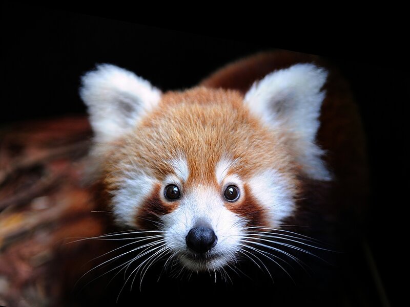 Red Panda Face