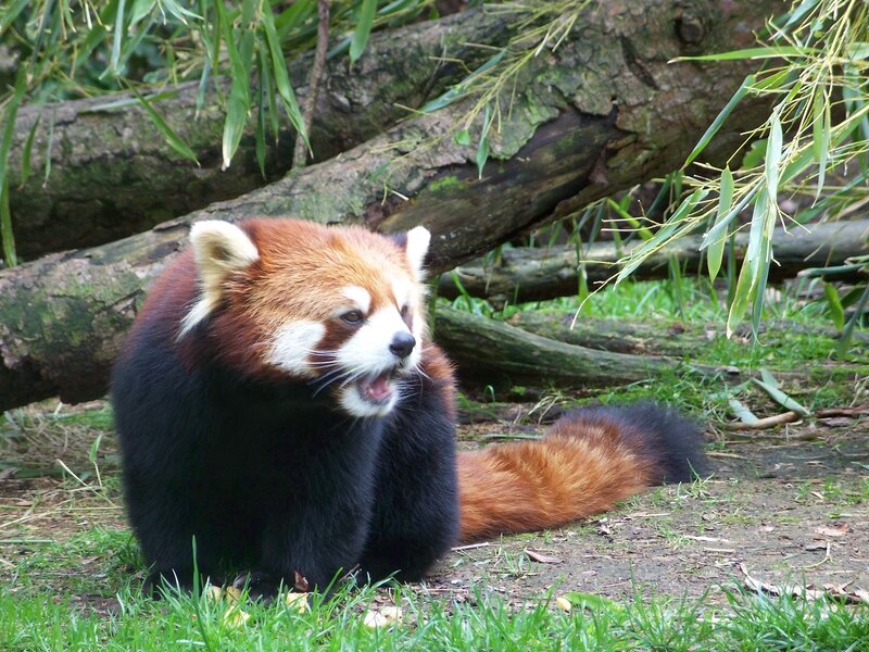 Red panda in a forest