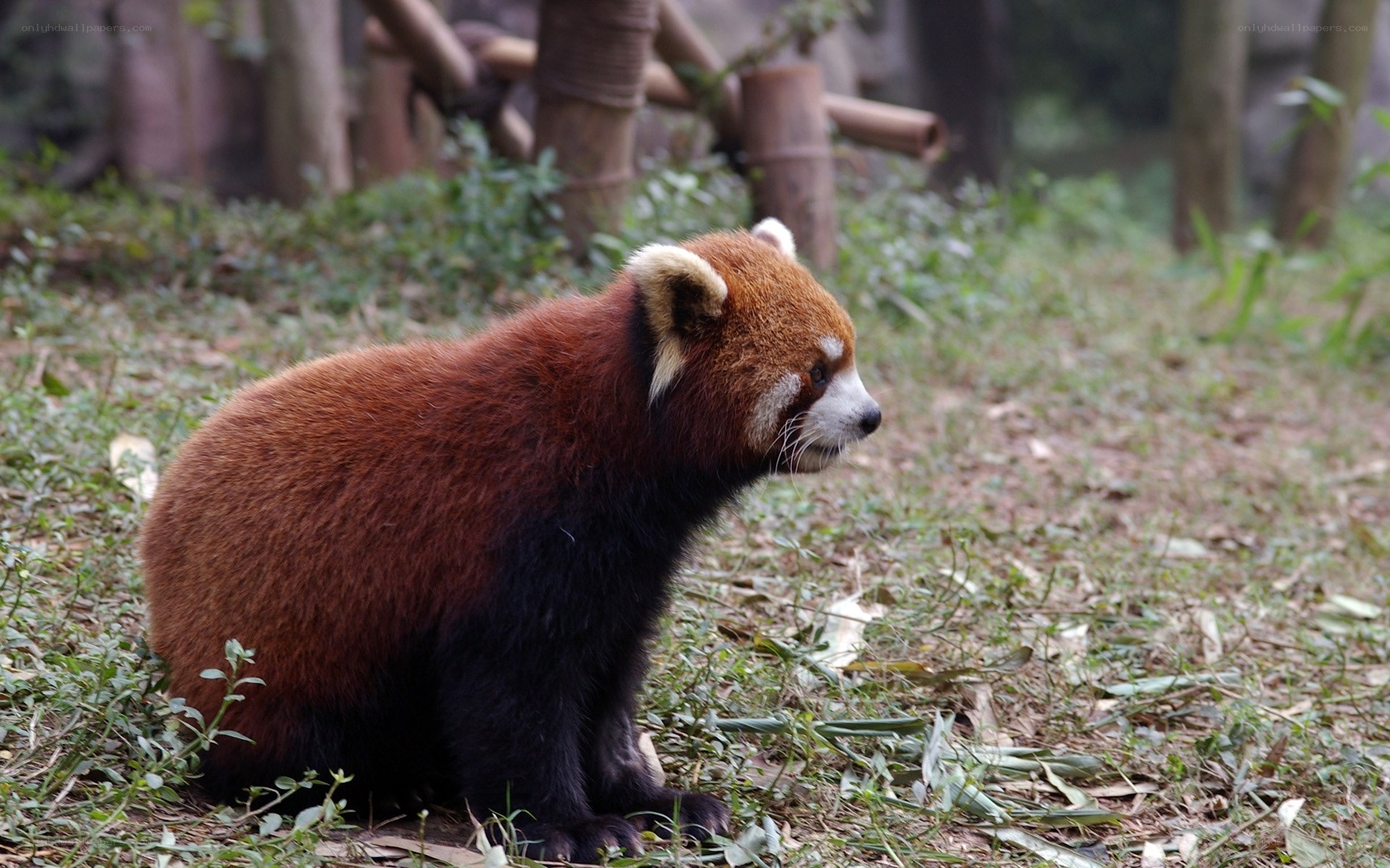 Red panda in a natural setting