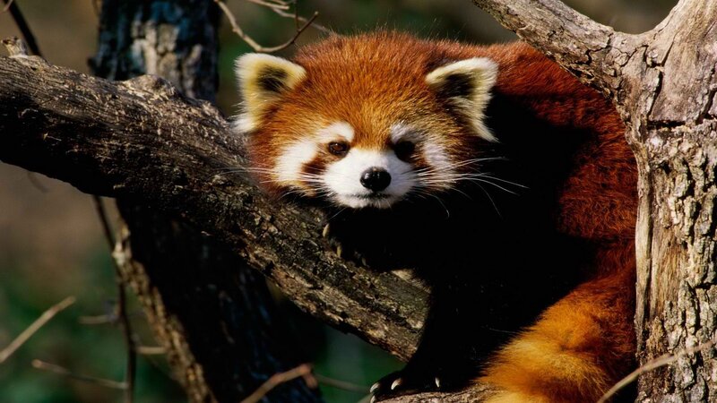 Red panda in a tree