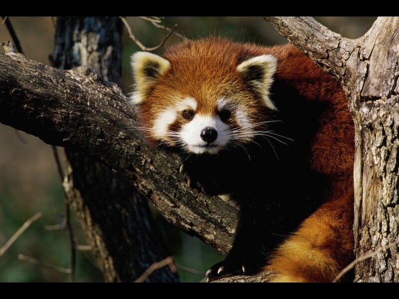 Red panda in a tree