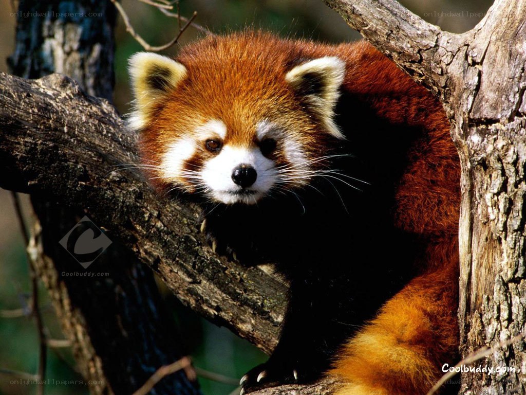Red panda in a tree