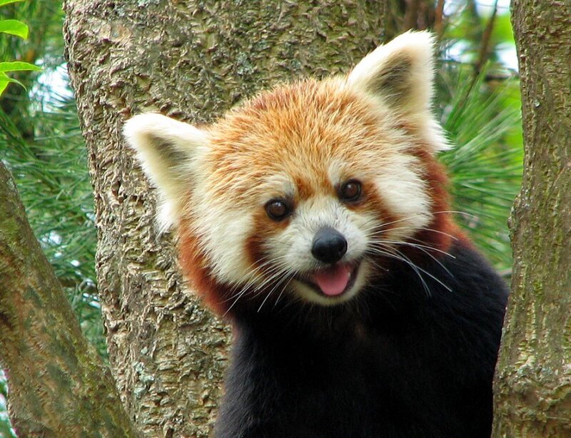 Red panda in a tree