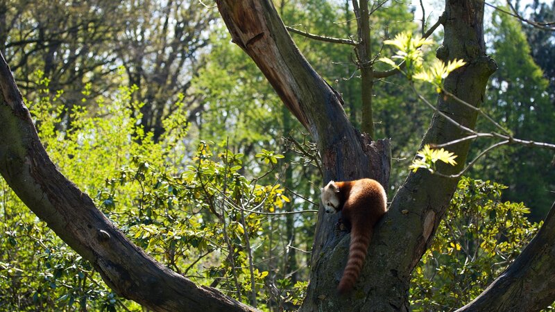 Red panda in a tree