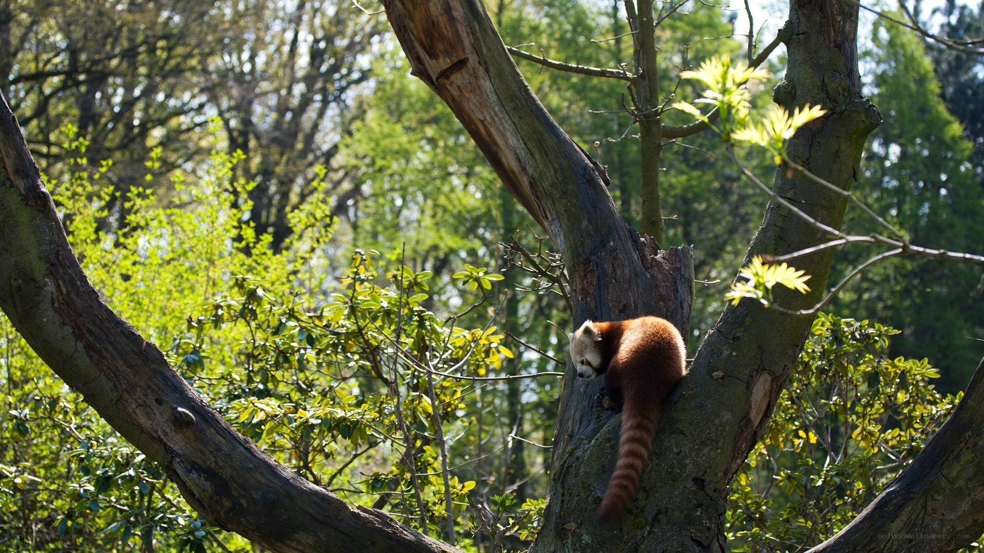 Red panda in a tree