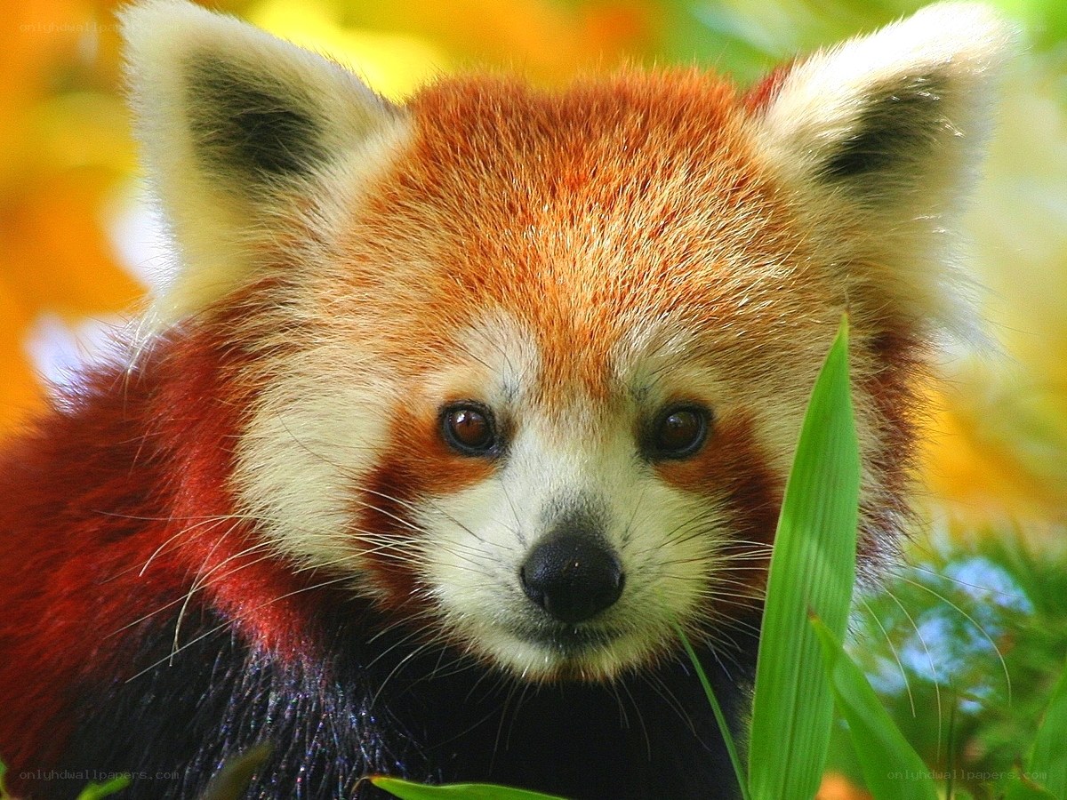Red panda in autumn foliage