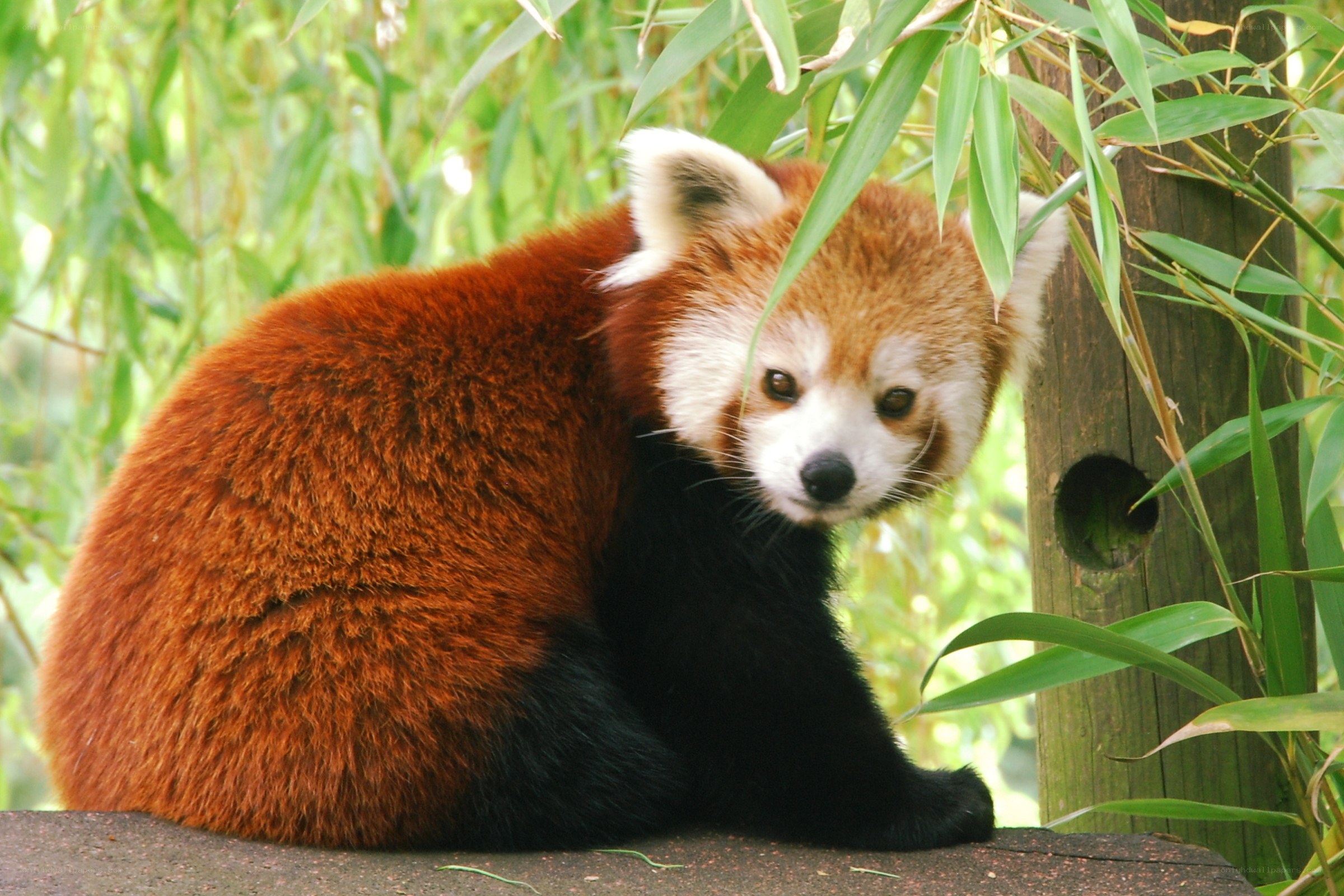 Red panda in bamboo forest