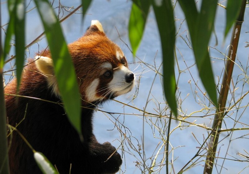 Red Panda in Bamboo
