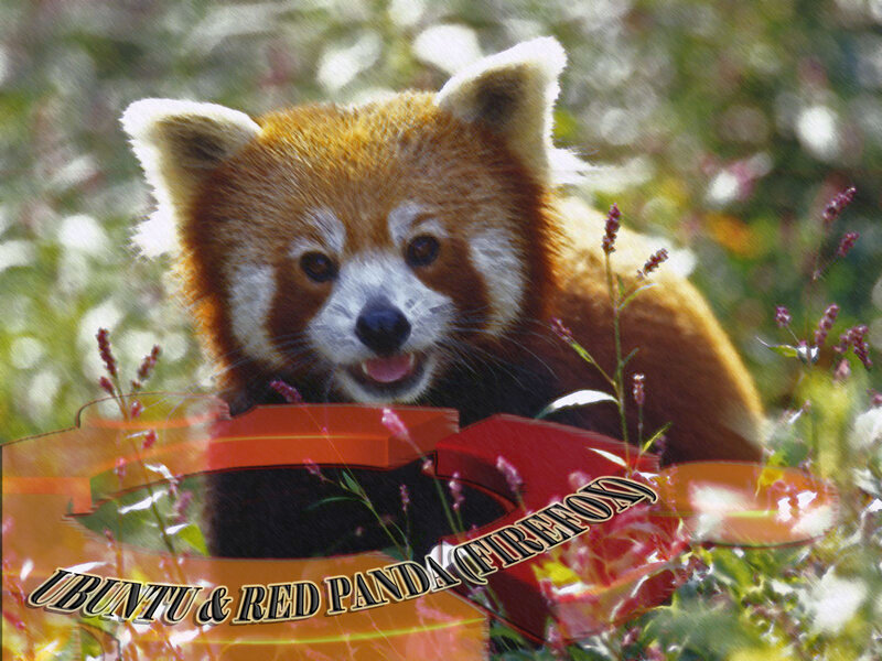 Red Panda in Flowers