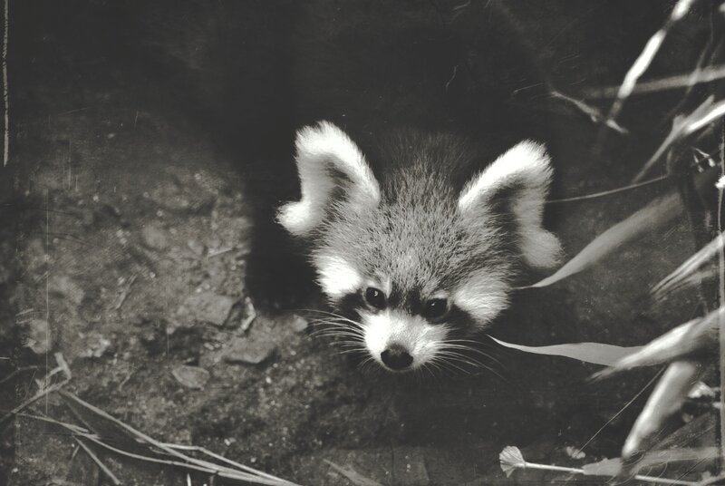 Red Panda in Foliage — Black