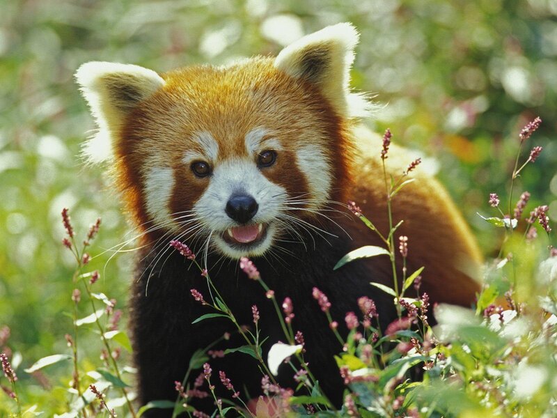 Red Panda in Foliage — Brown, Calm, Afternoon