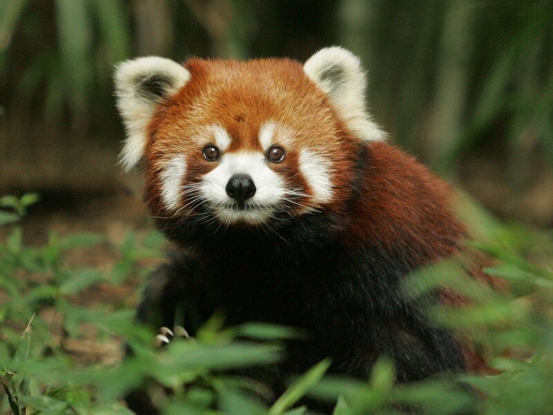 Red Panda in Foliage — Brown, Calm, Photograph