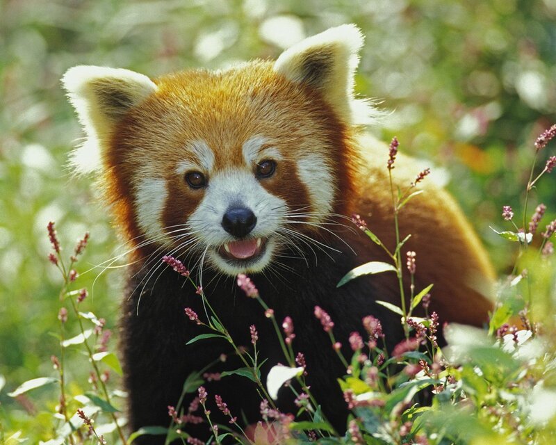 Red Panda in Foliage — Brown, Calm