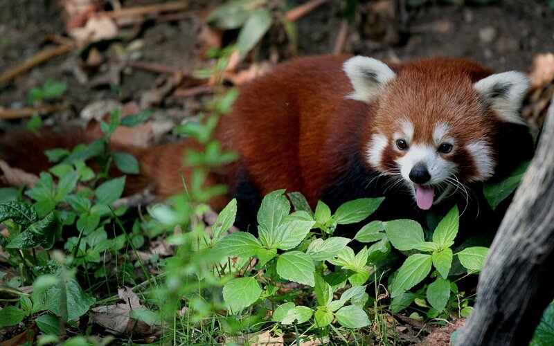 Red Panda in Foliage — Brown, Natural, Photograph, Plants, Leaves