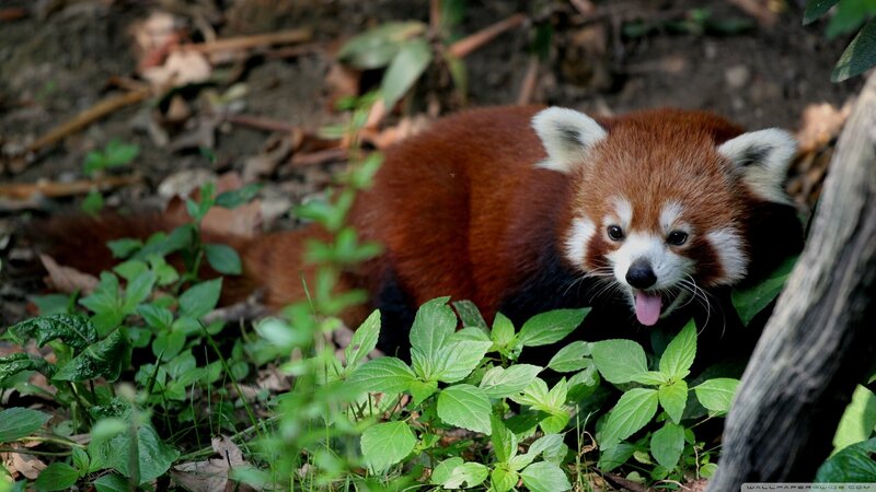 Red Panda in Foliage — Brown, Natural, Photograph