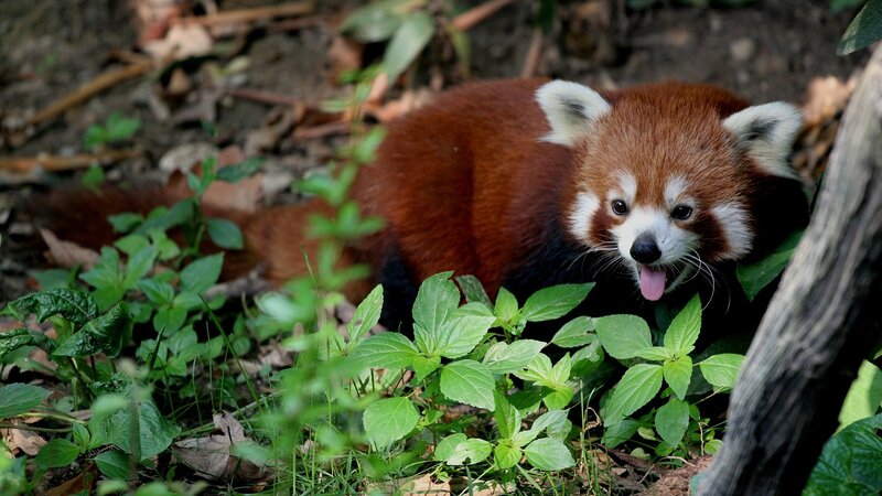 Red Panda in Foliage — Brown, Natural