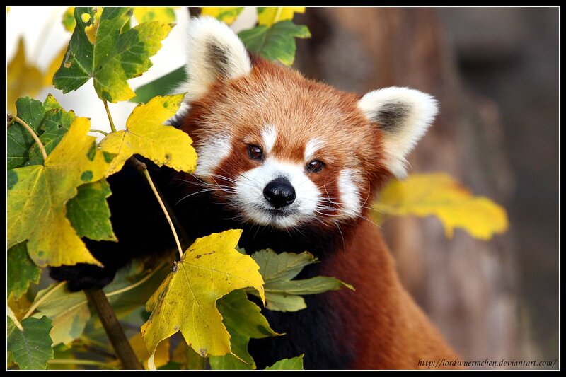 Red Panda in Foliage — Brown