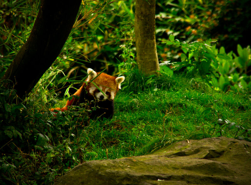 Red Panda in Foliage — Green, Natural