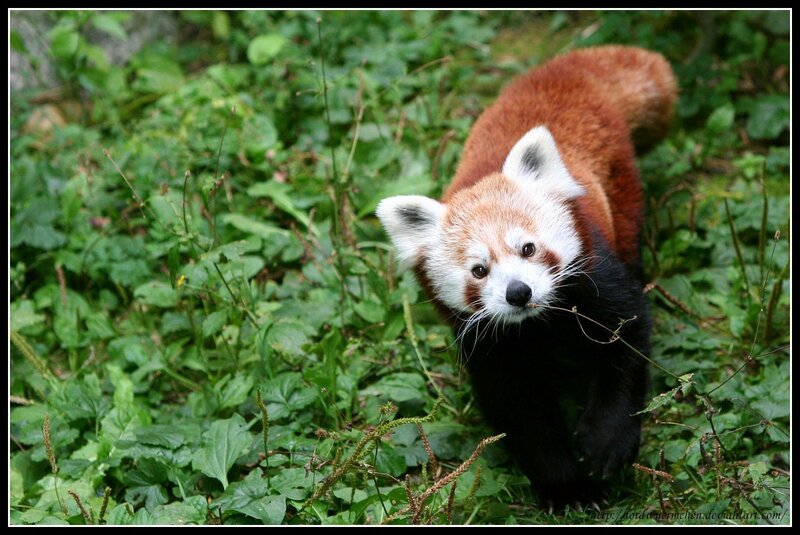 Red Panda in Foliage — Green