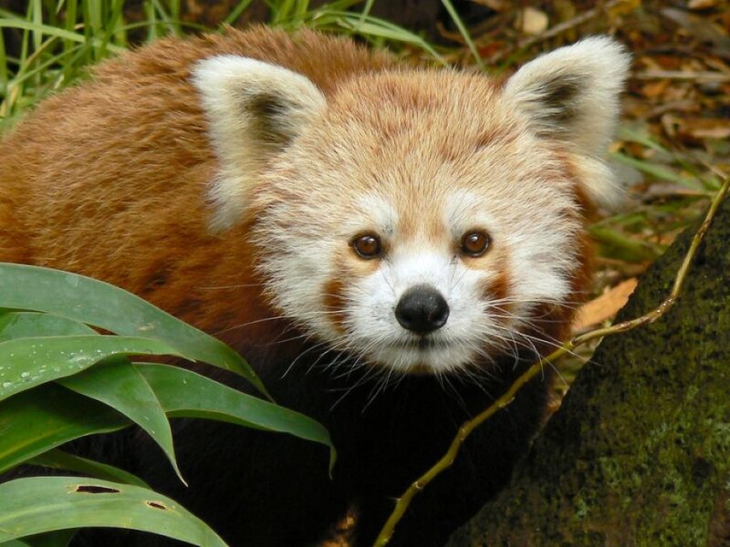 Red Panda in Foliage