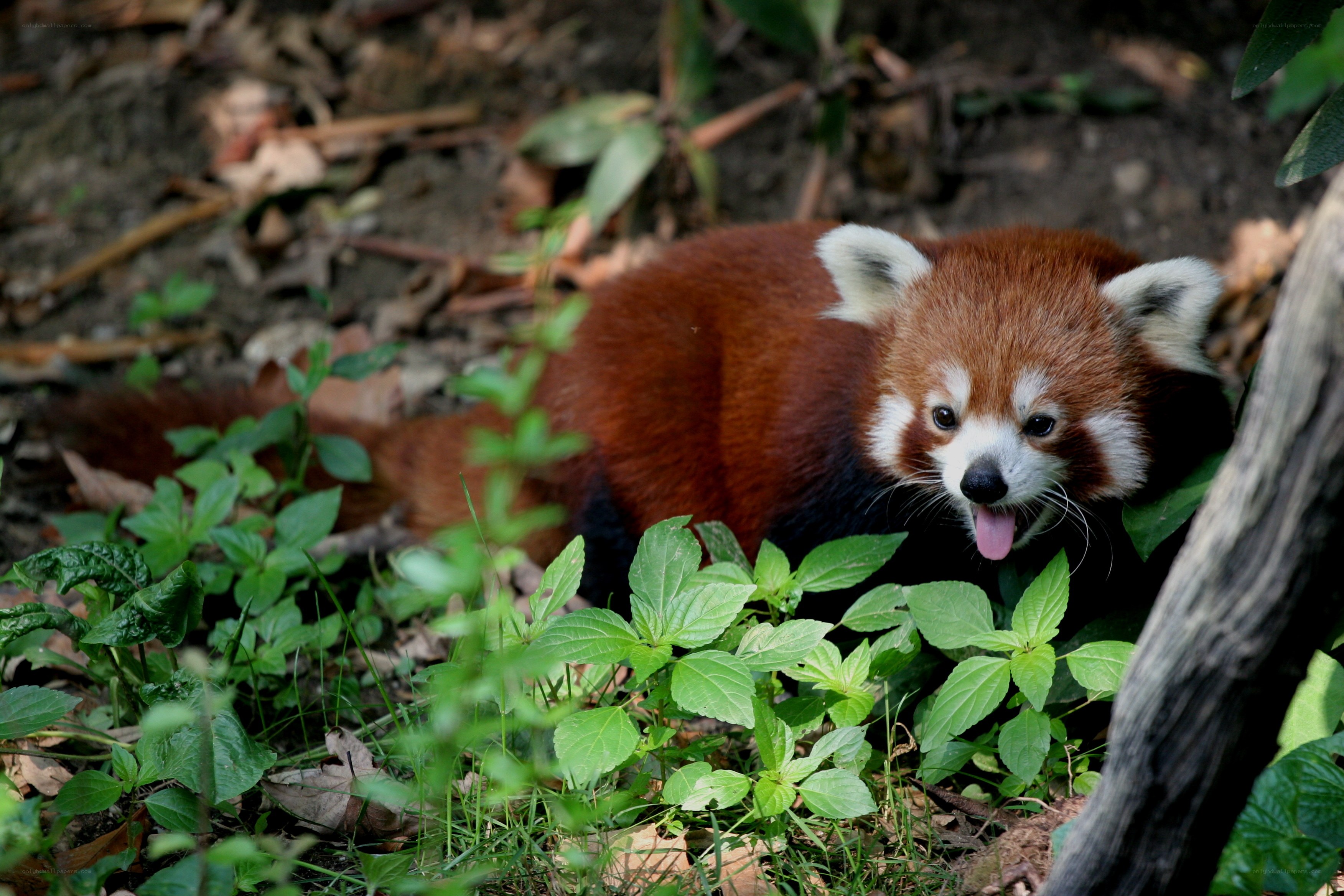 Red panda in forest