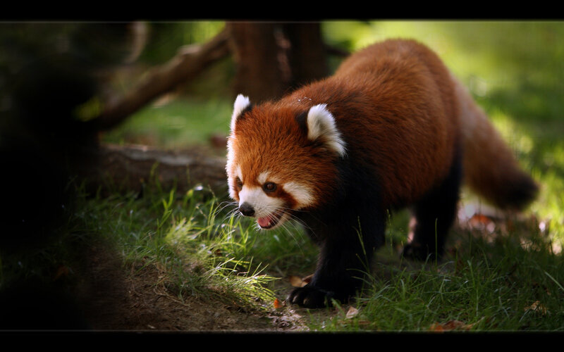 Red panda in forest