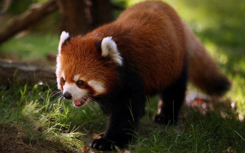 Red panda in forest