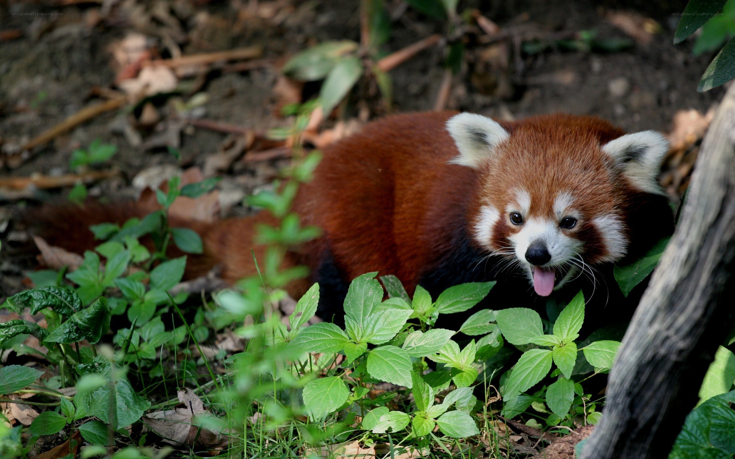 Red panda in forest