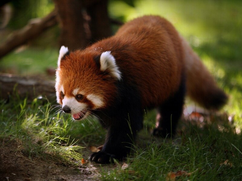 Red panda in forest