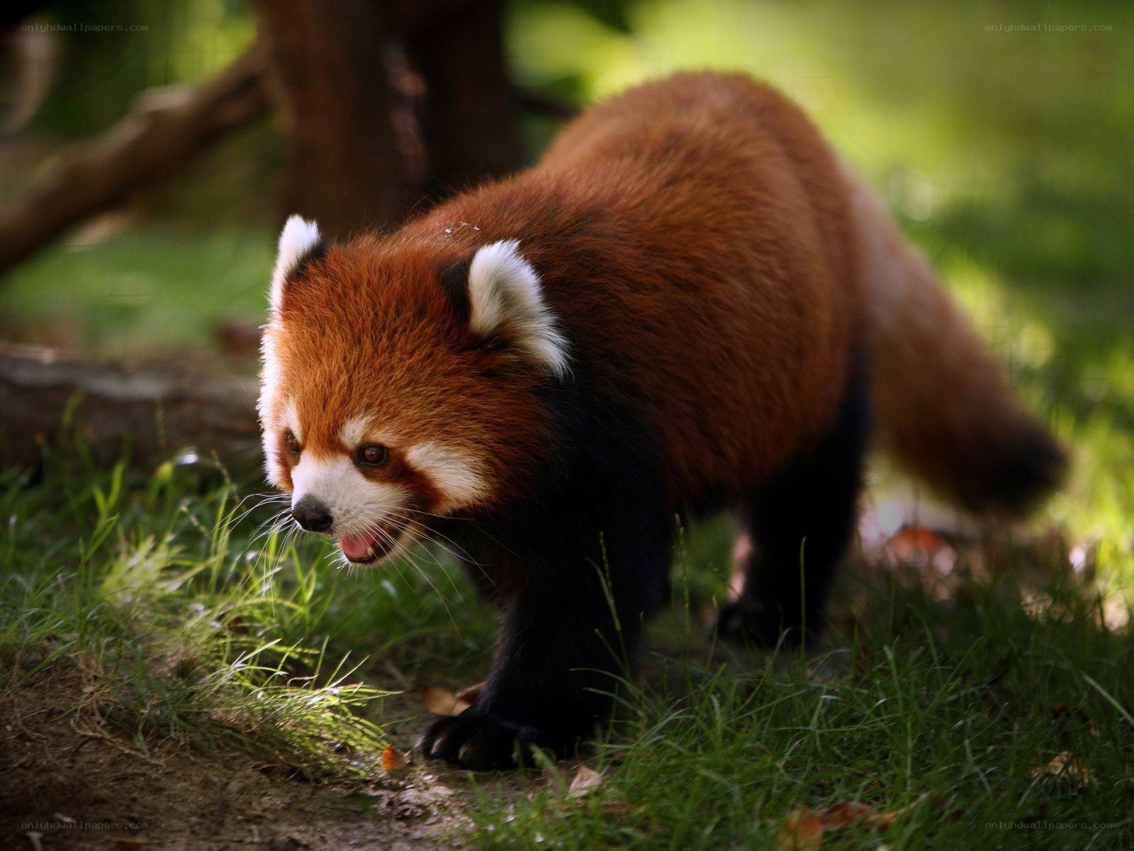 Red panda in forest