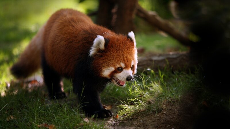 Red panda in forest