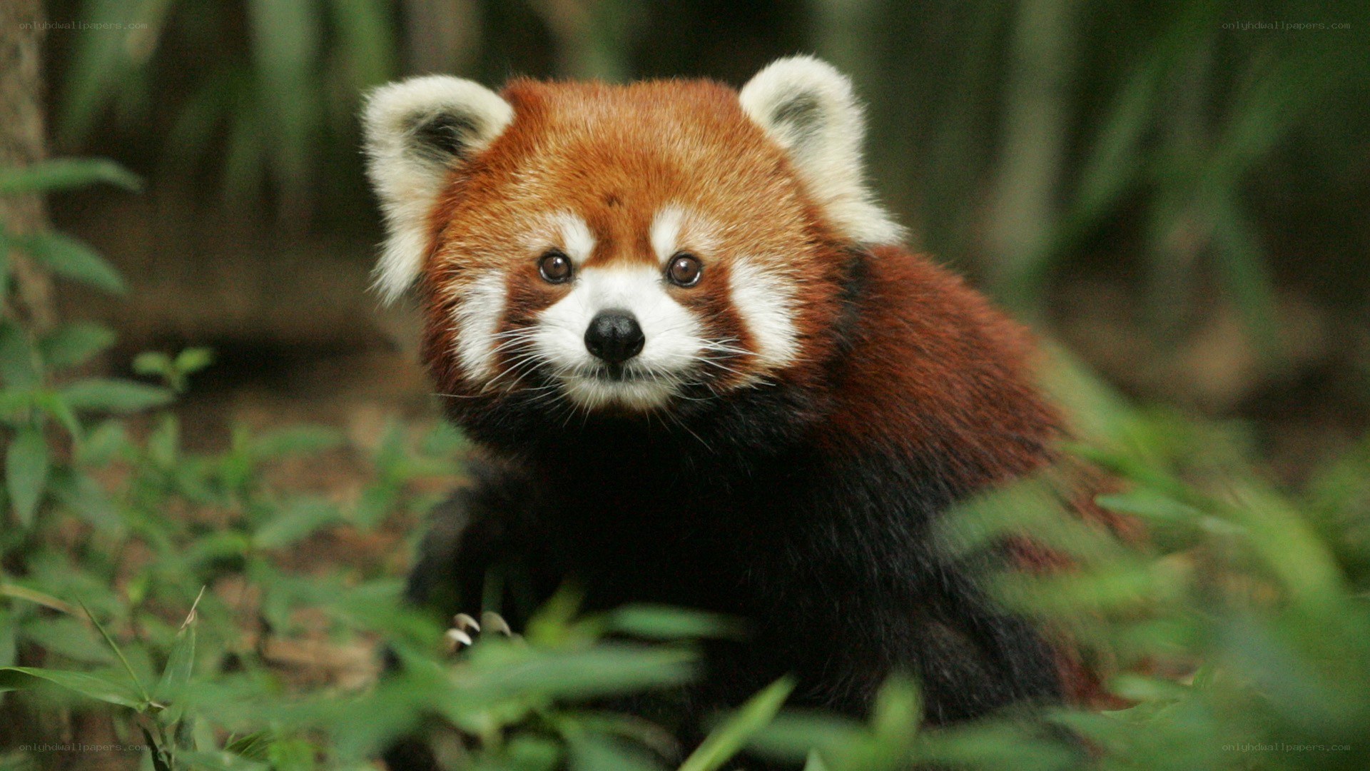 Red panda in forest