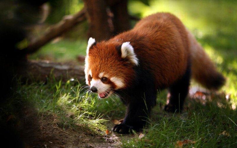 Red panda in forest