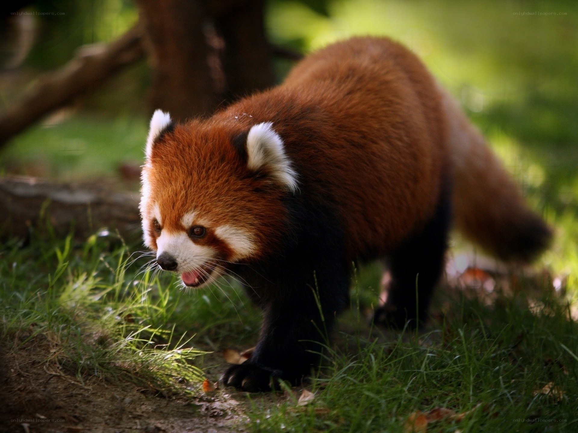 Red panda in forest