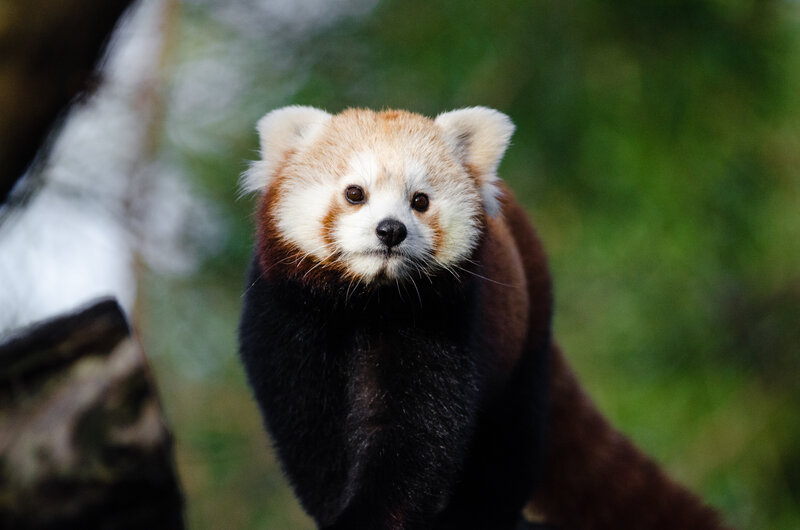Red Panda in Forest — Brown, Calm, Photograph