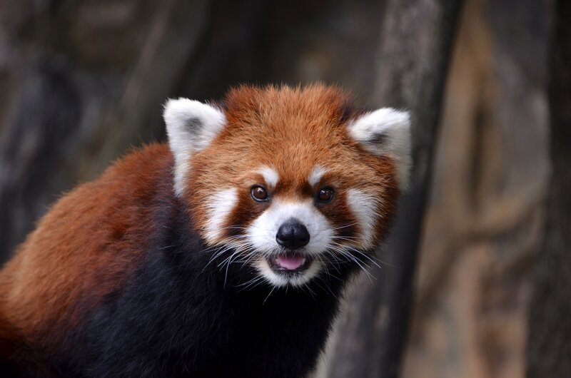 Red Panda in Forest — Brown, Calm