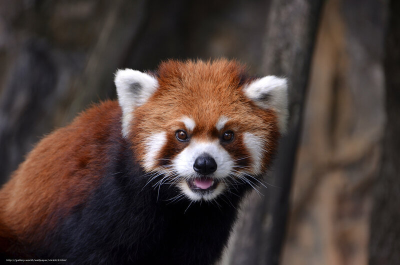 Red Panda in Forest — Brown, Curious, Photograph